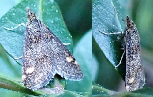 Réf. 320 942 : Pyrausta sp.